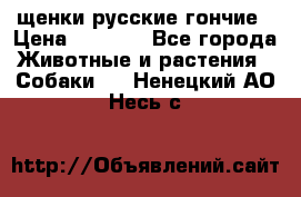 щенки русские гончие › Цена ­ 4 000 - Все города Животные и растения » Собаки   . Ненецкий АО,Несь с.